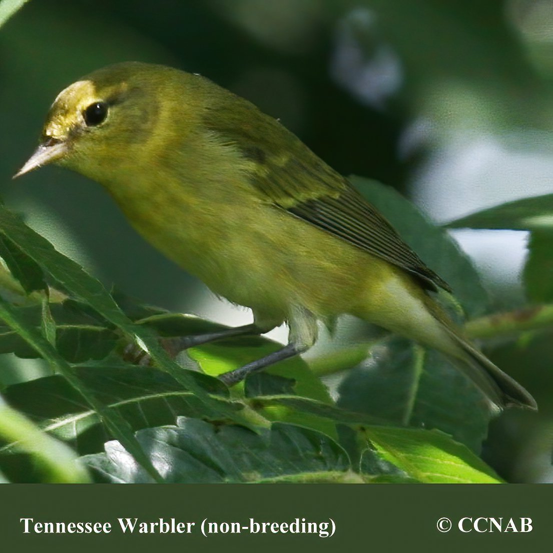 Birds of North America