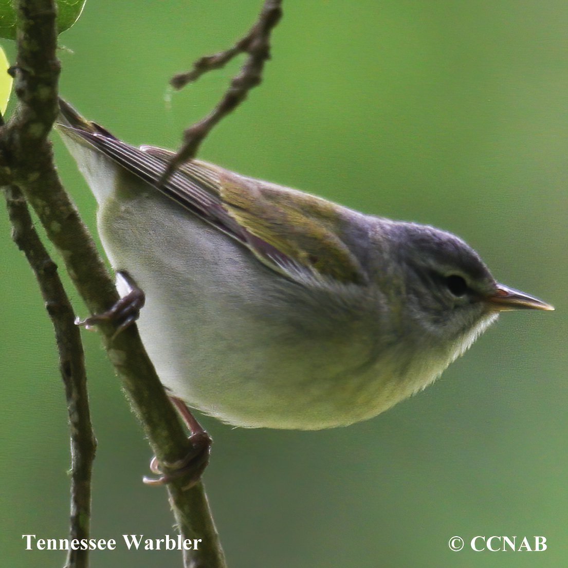 Birds of North America