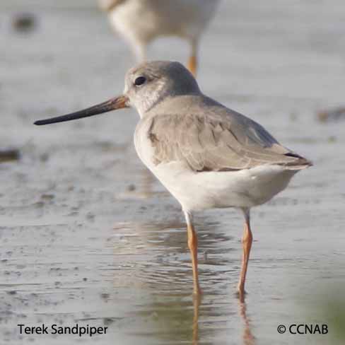 Birds of North America