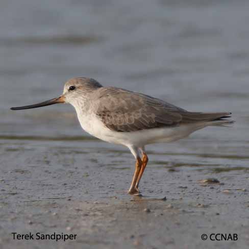 Birds of North America