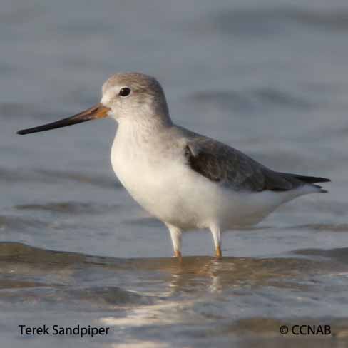 Birds of North America