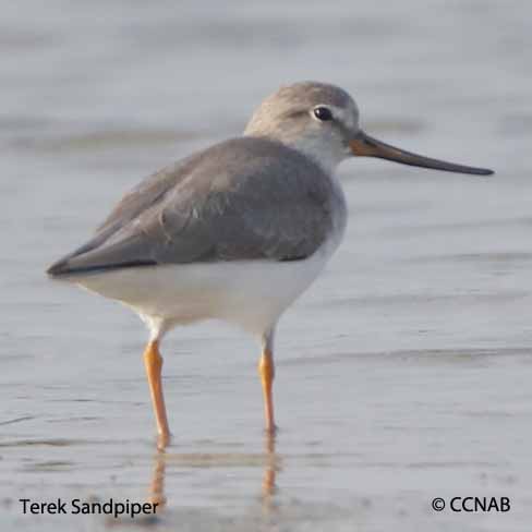 Terek Sandpiper