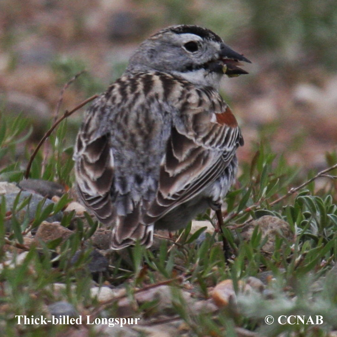 Birds of North America