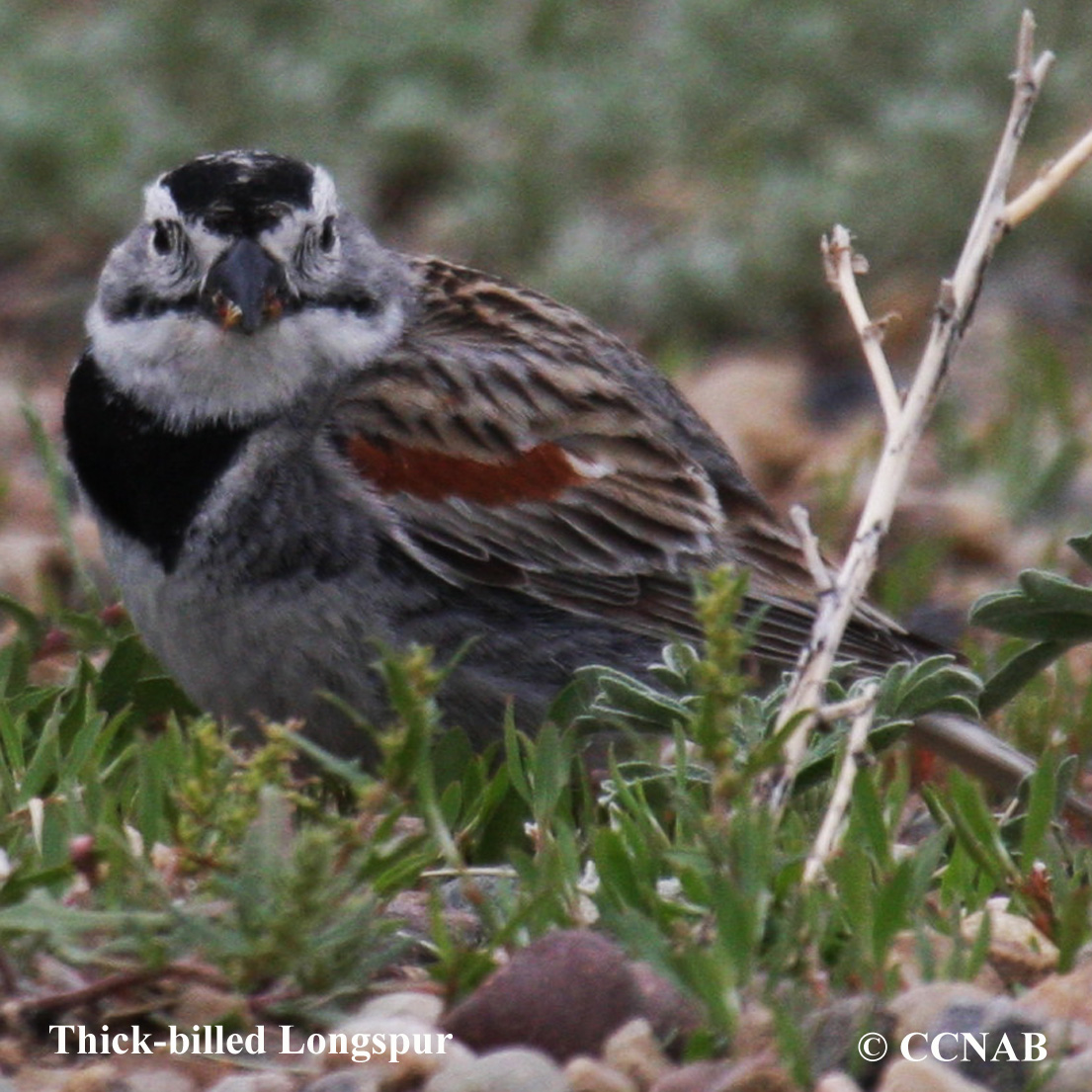 Birds of North America