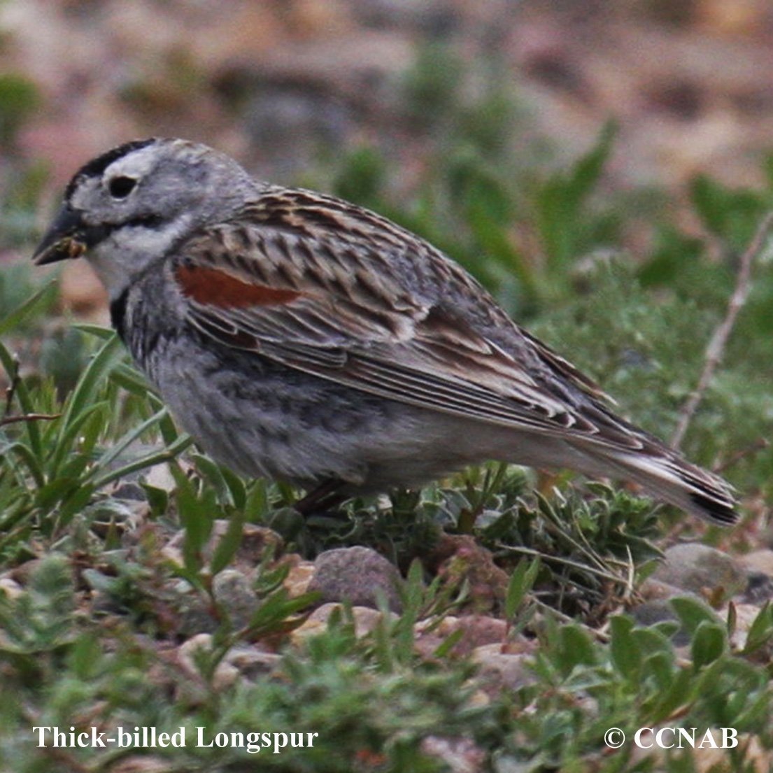 North American Birds songs and calls