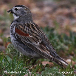 Thick-billed Longspur songs and calls