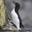 Thick-billed Murre