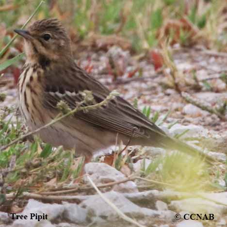 Birds of North America