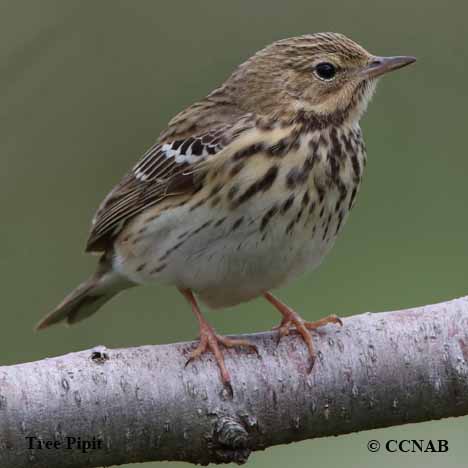 Birds of North America