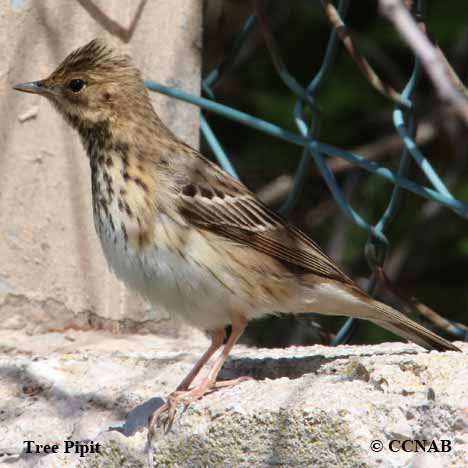 Birds of North America