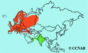 Tree Pipit range map