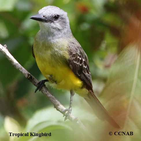 Tropical Kingbird Range Map (Tyrannus melanchlolicus) - North American ...