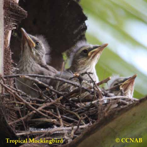 Tropical Mockingbird