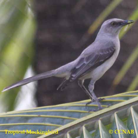 Tropical Mockingbird