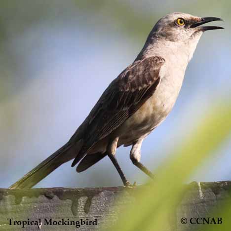 Tropical Mockingbird