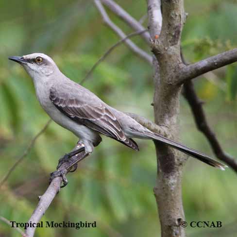 Tropical Mockingbird (Mimus gilvus) - North American Vagrant ...