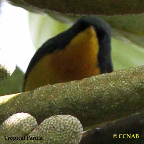 Birds of North America