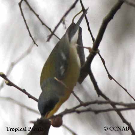 Birds of North America