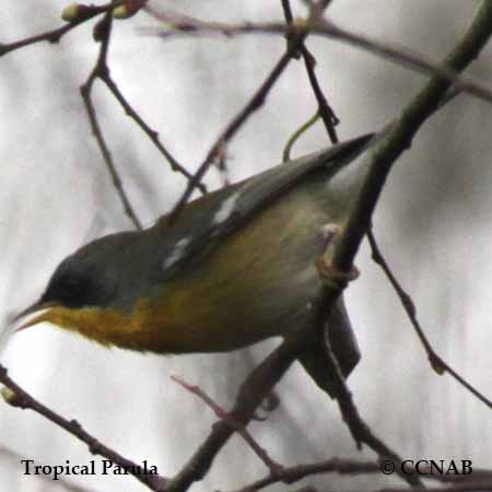 Birds of North America