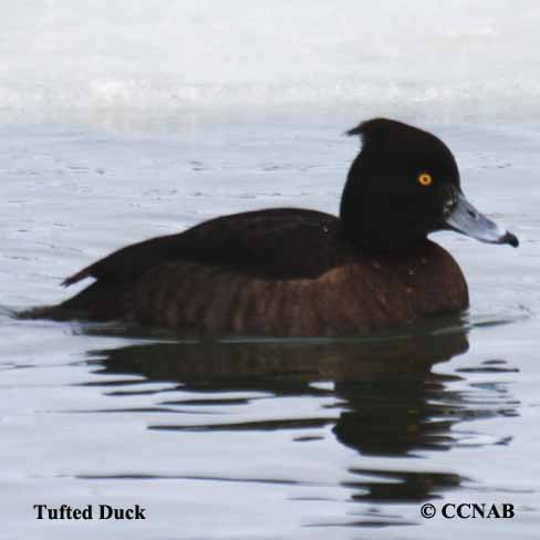 Birds of North America