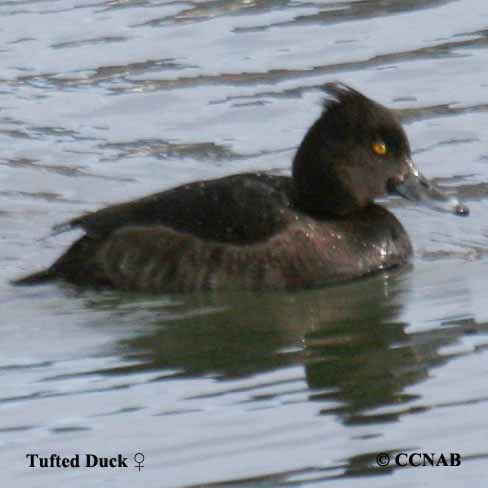 Birds of North America