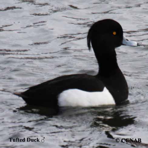 Birds of North America