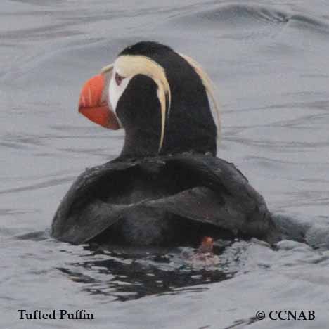 Birds of North America