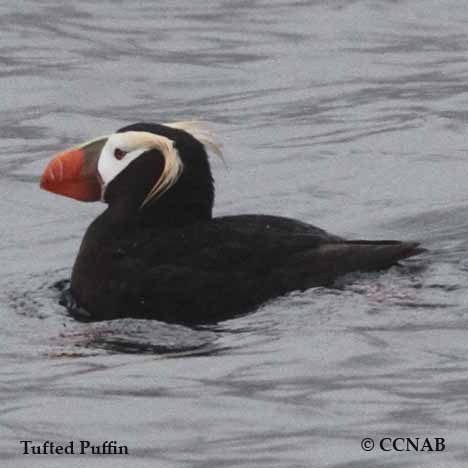 Birds of North America