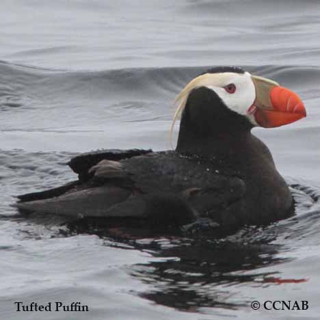 Birds of North America