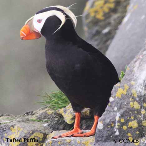 Birds of North America