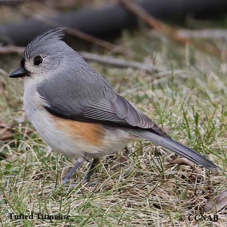 Tufted Titmouse (Baeolophus bicolor) - North American Birds - Birds of ...