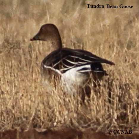 Birds of North America