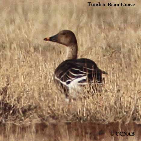 Birds of North America