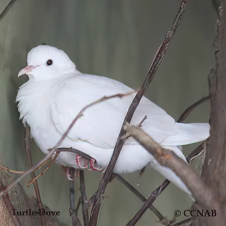 Birds of North America