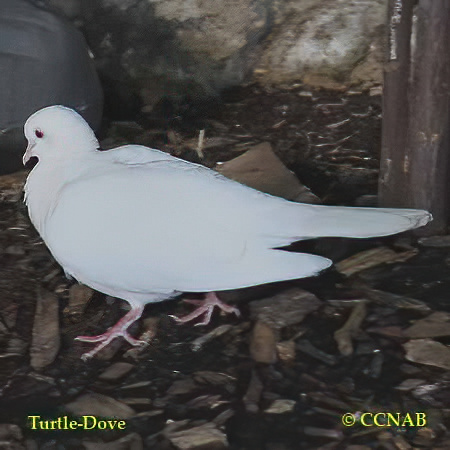 Birds of North America