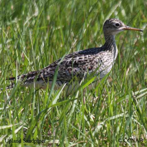 Birds of North America