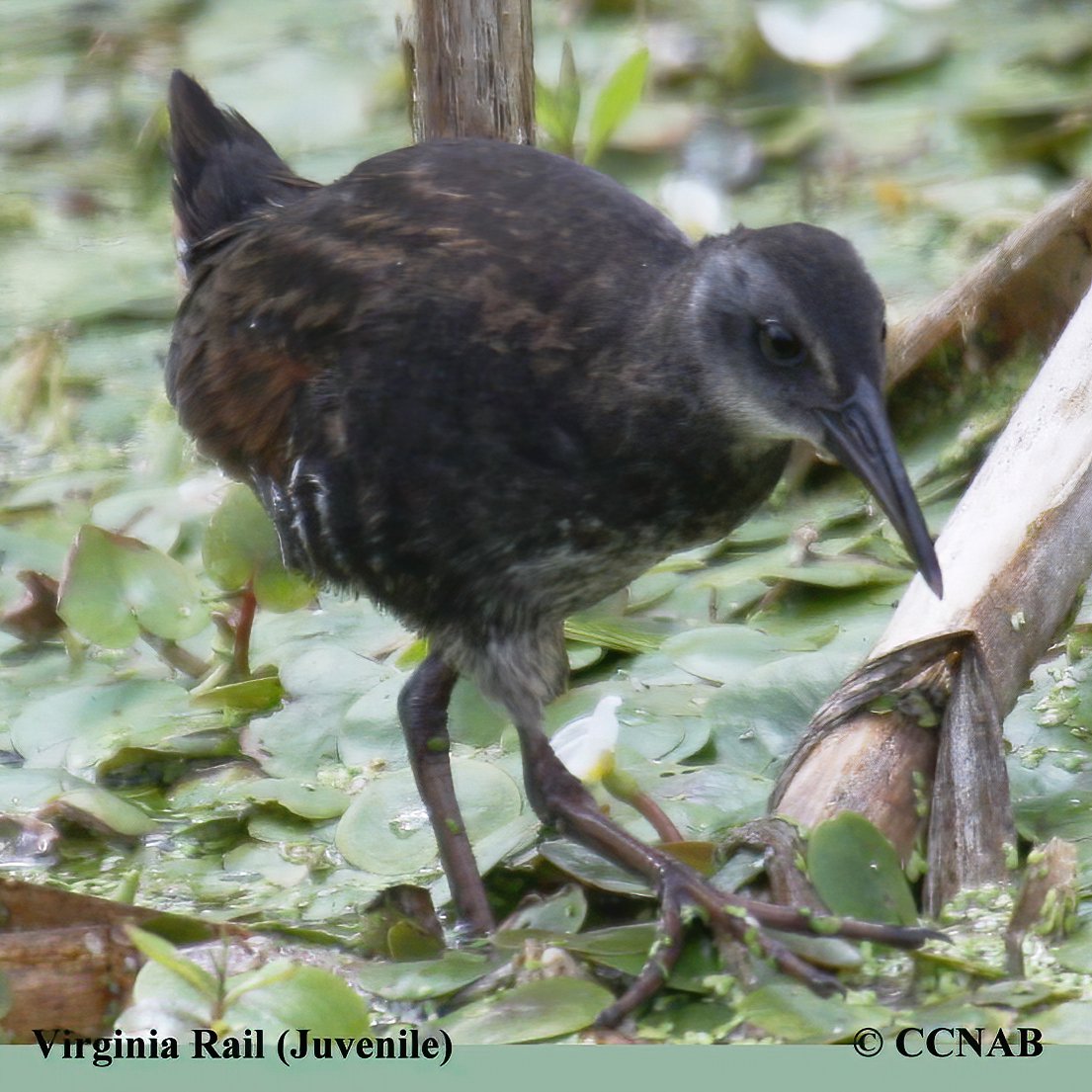 Birds of North America