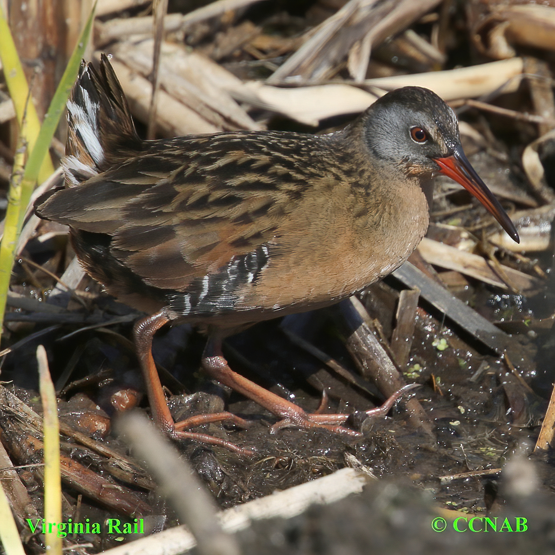 Virginia Rail