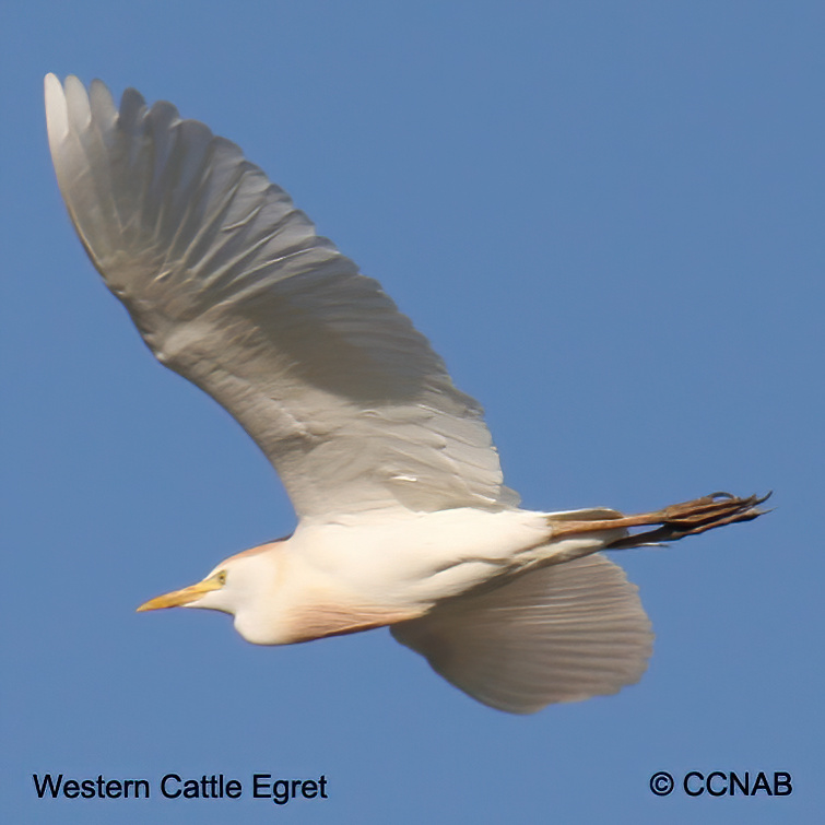 Birds of North America