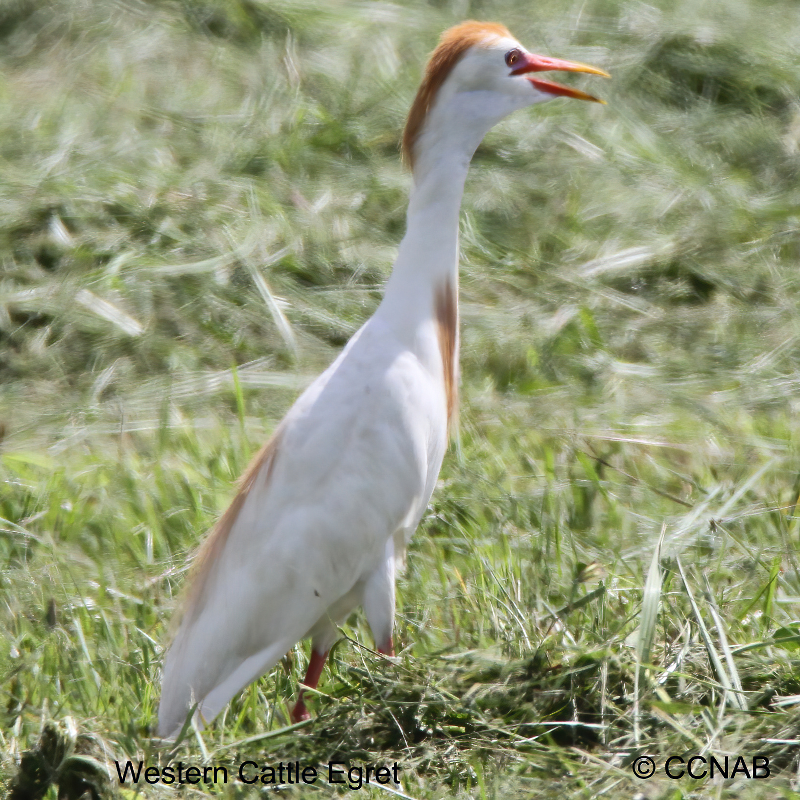 Western Cattle Egret