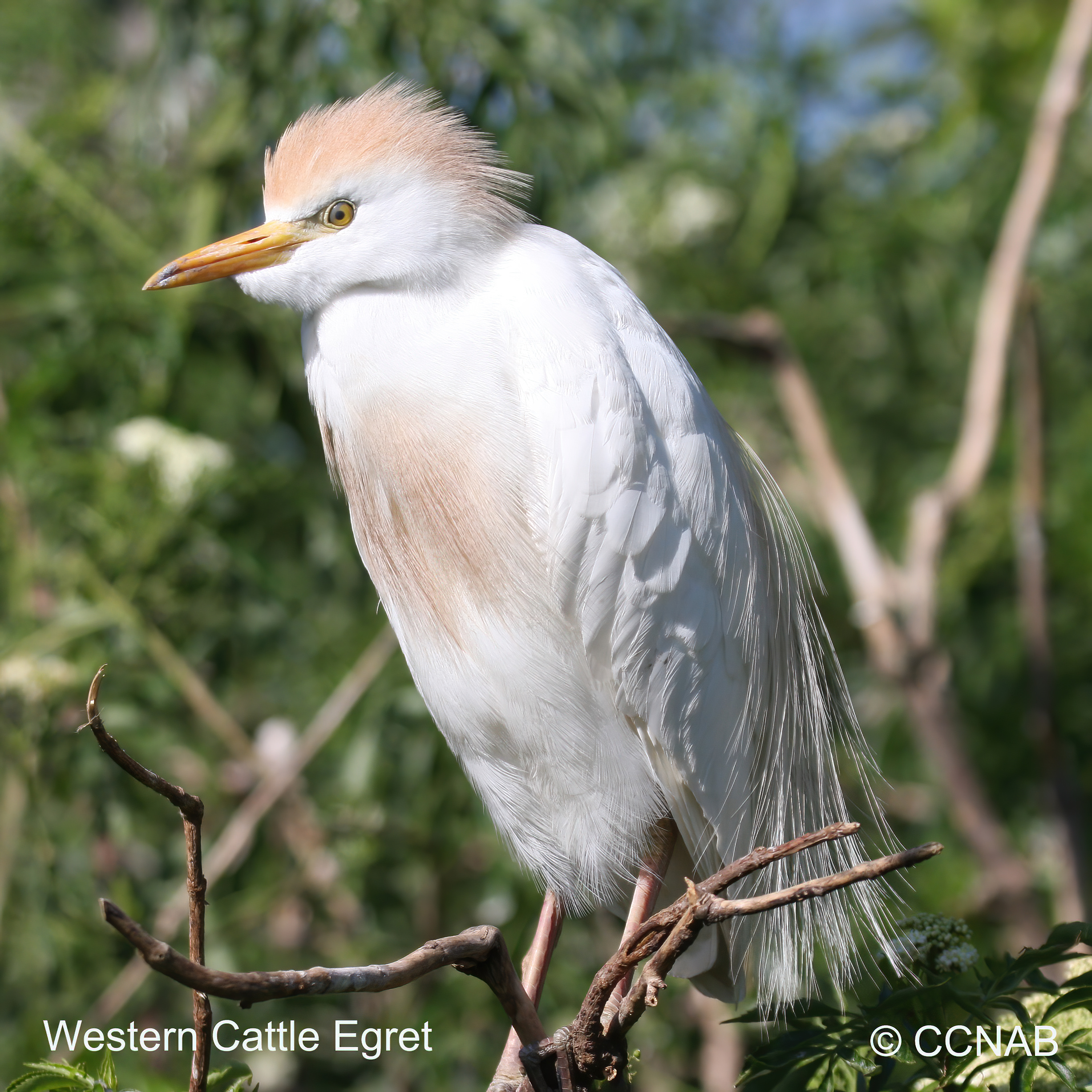 Birds of North America