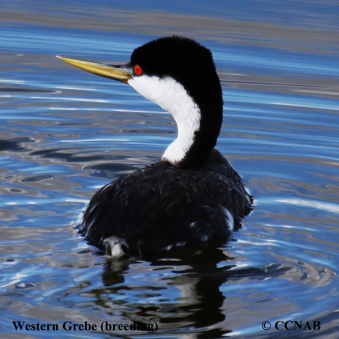 Western Grebe (Aechmophorus occidentalis) - North American Birds ...