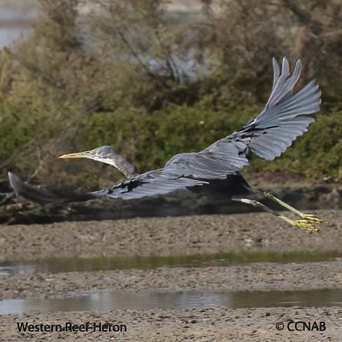 Birds of North America