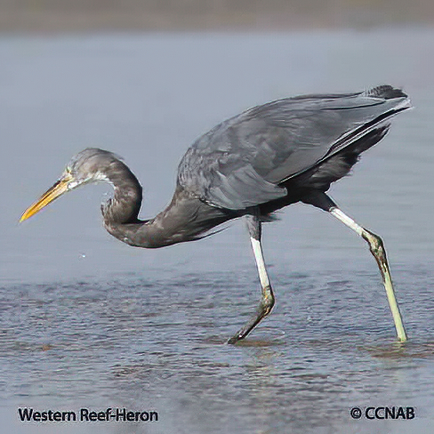 Birds of North America