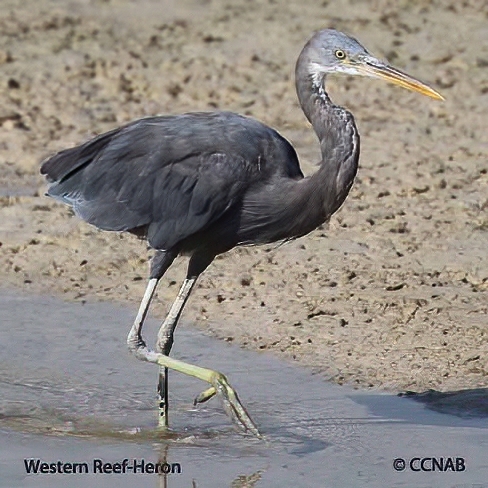 Birds of North America