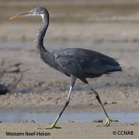 Birds of North America