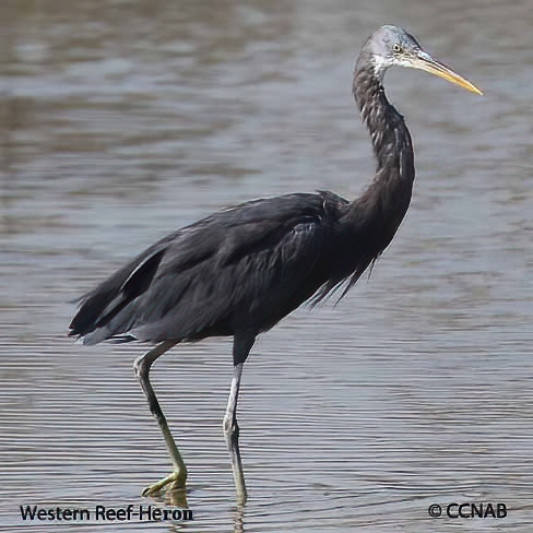 Western Reef-Heron