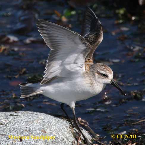 Birds of North America