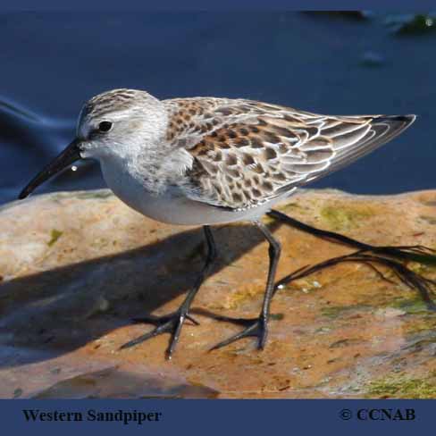 Birds of North America