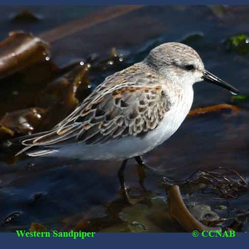 Birds of North America